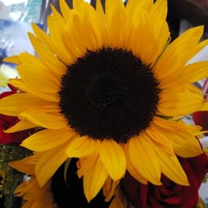 Meet your Posher, Tonia